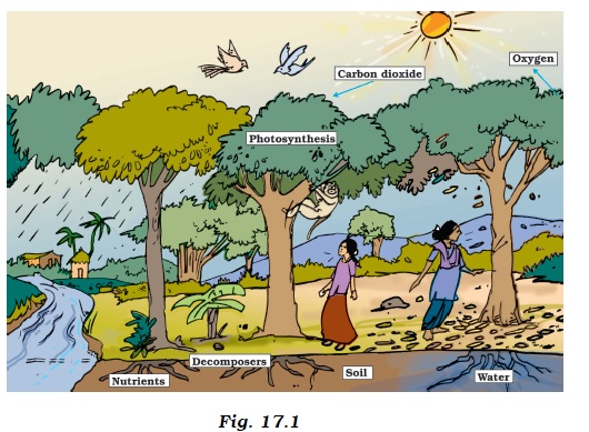 Forests Our Lifeline worksheet for class 7