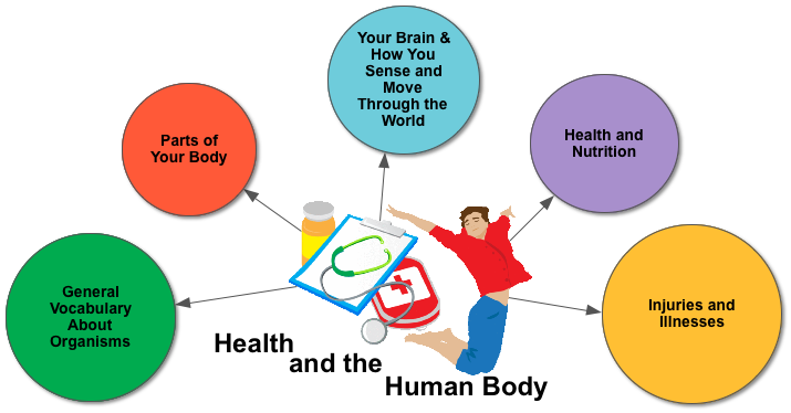 Human Body and Health worksheet for class 